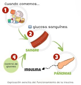 Funcionamiento de la insulina