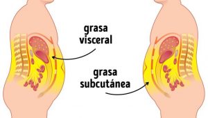 grasa subcutanea vs grasa visceral no hay excusas