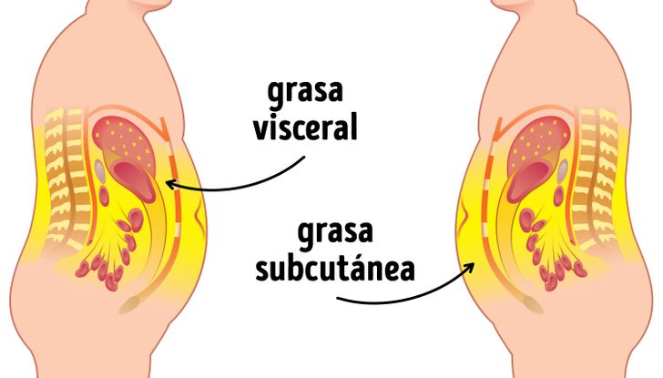 grasa-subcutanea-vs-grasa-visceral no hay excusas