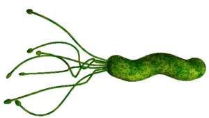 helicobacter pylori no hay excusas